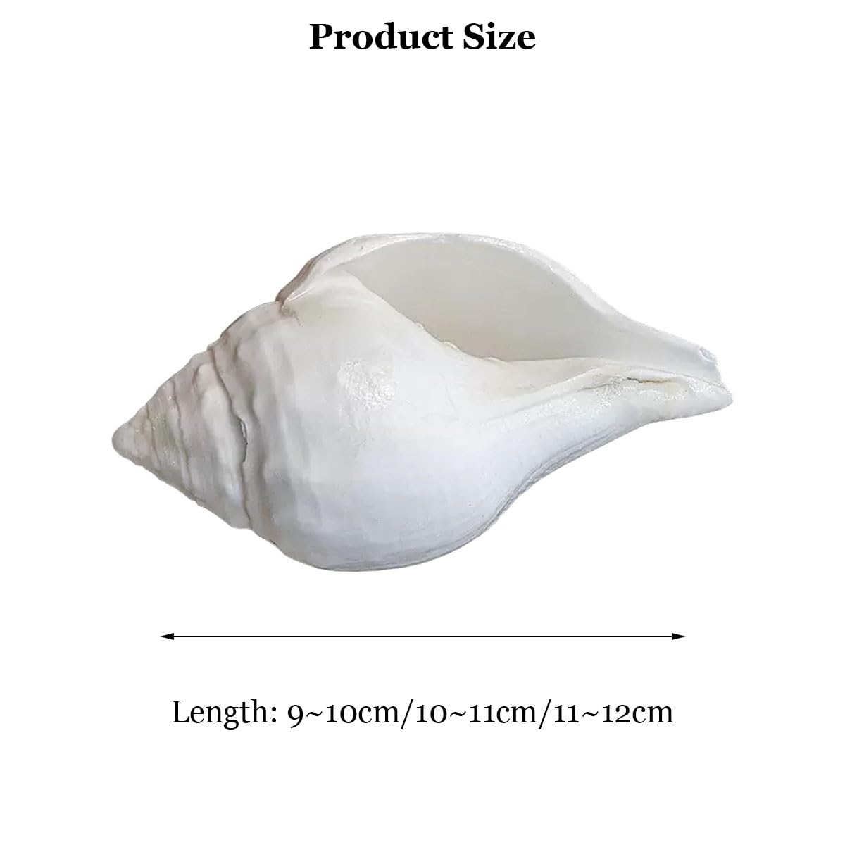 Amazon.co.jp: 貝殻ナチュラルホワイト巻き貝9~12cm装飾用DIY