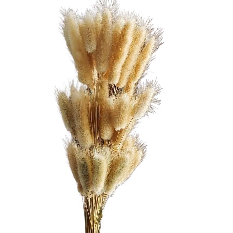 Pampas Grass Large Fluffy Dried Flowers 120PCS miniatura 1