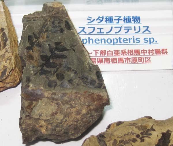 国産化石　植物 ２５０４１５－４ 国産化石 植物 250415－4