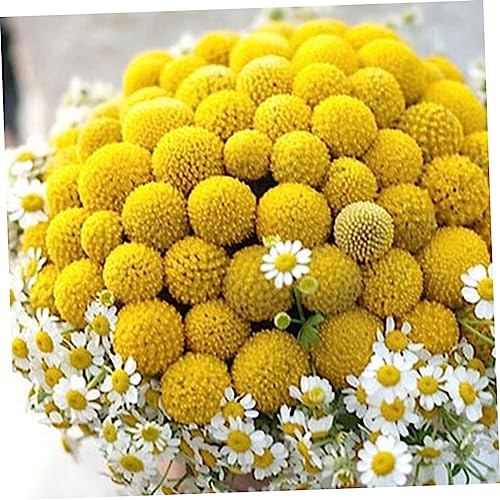 Ramo de 20 flores secas Craspedia decorativas naturales miniatura 2