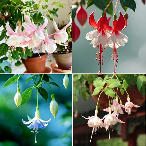 Fuchsia Flower Seed for Planting, 200+ Mixed Fuchsia Seeds, Perennial Flower Plants, Non-GMO Heirloom Flower Seed for Home Garden