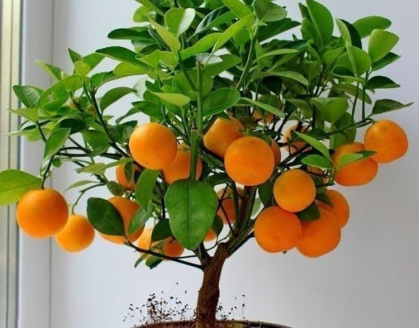 Mphmi Live Plant Nursery NCR Live Plants Orange Nagpur Grafted Fruit Plant (B0C4H3V1X1) Amazon Price History, Amazon Price Tracker