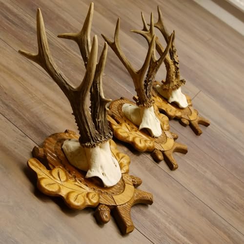 3 pezzi di bellissime corna di capriolo, 360 g + 225 g + 355 g, pronti da parete, su bellissime targhette per trofei intagliate