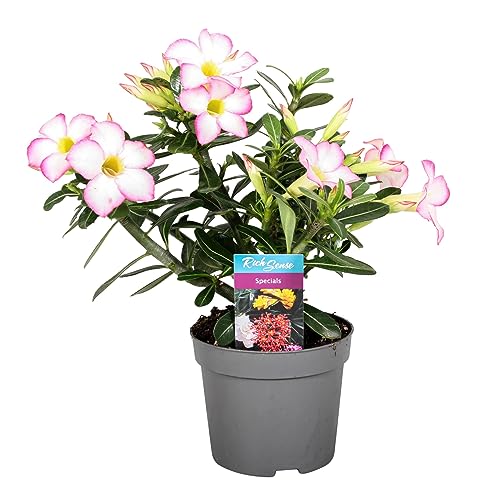 Adenium obesum Rosa – Wüstenrose im 10,5 cm Topf – Höhe 25-40 cm – pflegeleichte...