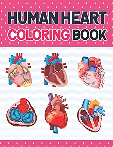 Human Heart Coloring Book: The ultimate human Heart self test guide for students | Human Heart Model Anatomy, Human Heart Art, Human Heart and Human Learning, Human Heart Anatomy.