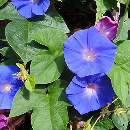 Ipomea o Campanella rampicante blu (Semente) : Amazon.it: Giardino e giardinaggio