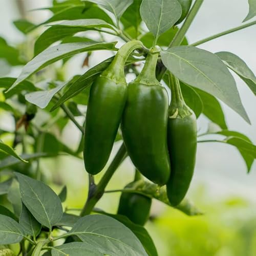 100 Graine Graines de Piment Jalapeno -Capsicum annuum - Vert et Rouge - Jardin - 222