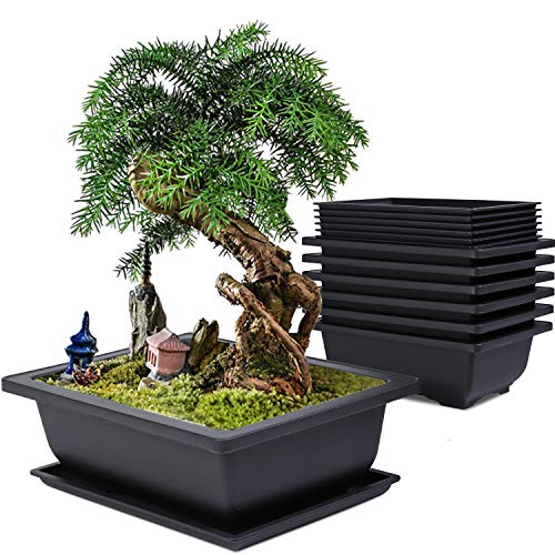 Baarrtt Bonsai Training Pots, 6 Pac…