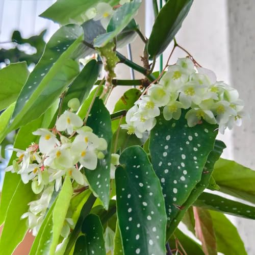 Forellenbegonie - büropflanzen zimmerpflanzen Begonia maculata, garten winterharte balkonpflanzen alte sorten grünpflanzen 50Samen