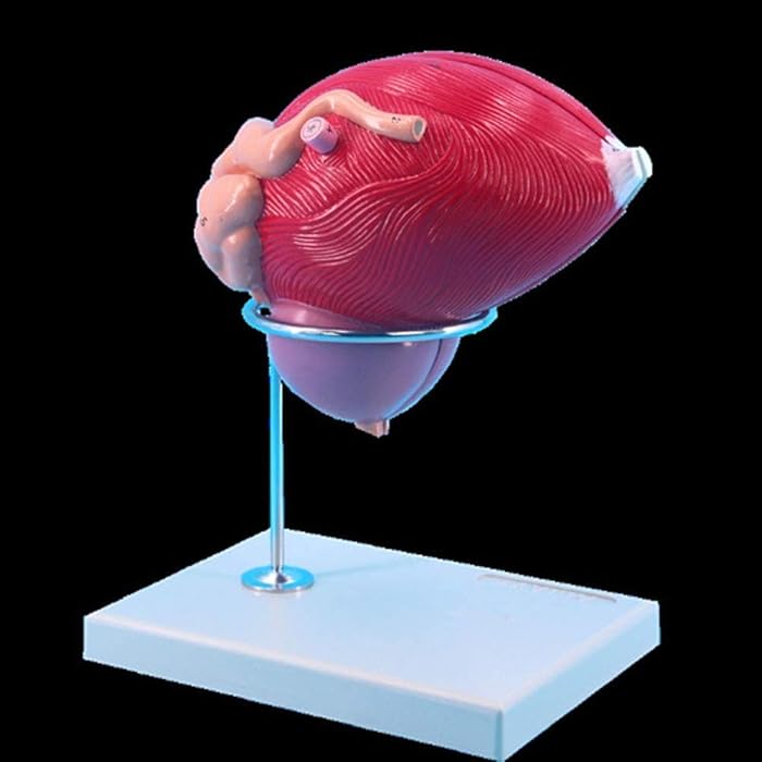 Buy Male Bladder Anatomical Model, 3X Magnification, Magnification Male