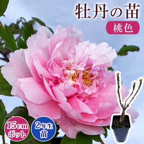 Amazon.co.jp: 花 苗 牡丹 15cmポット 桃色 ピンク 花苗 ぼたん