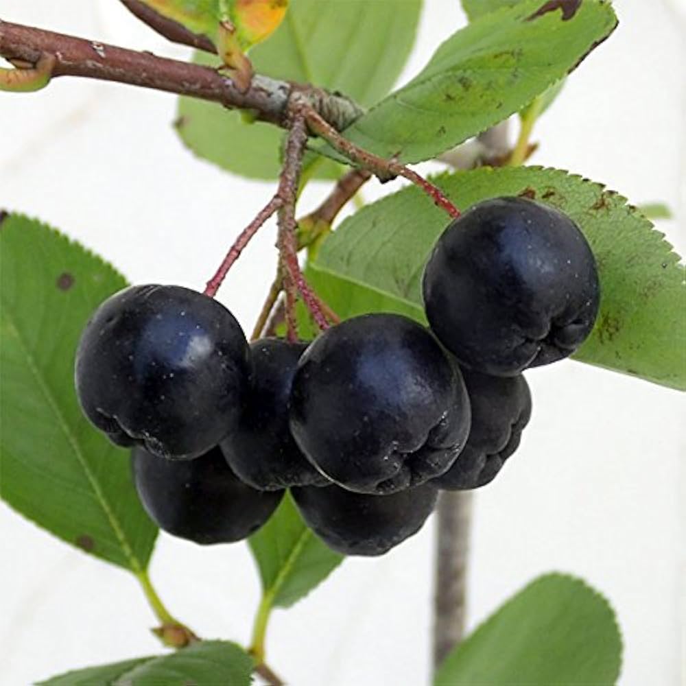 アロニア ネロ(ブラックチョコベリー)果樹苗木　希少ベリーの木 宅急便 楽天市場】【ネロ】 アロニア (ブラックチョコベリー/チョークベリー