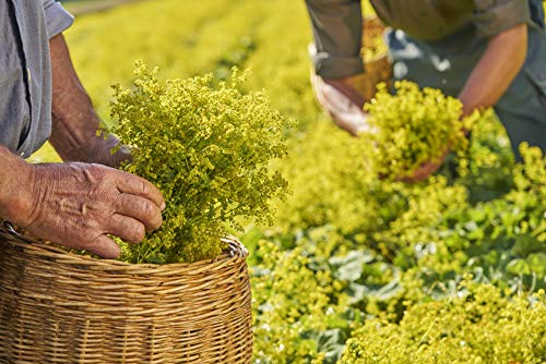 Bonbons Pomme Sans Sucres Ricola La Boite De 50 G - vue 6