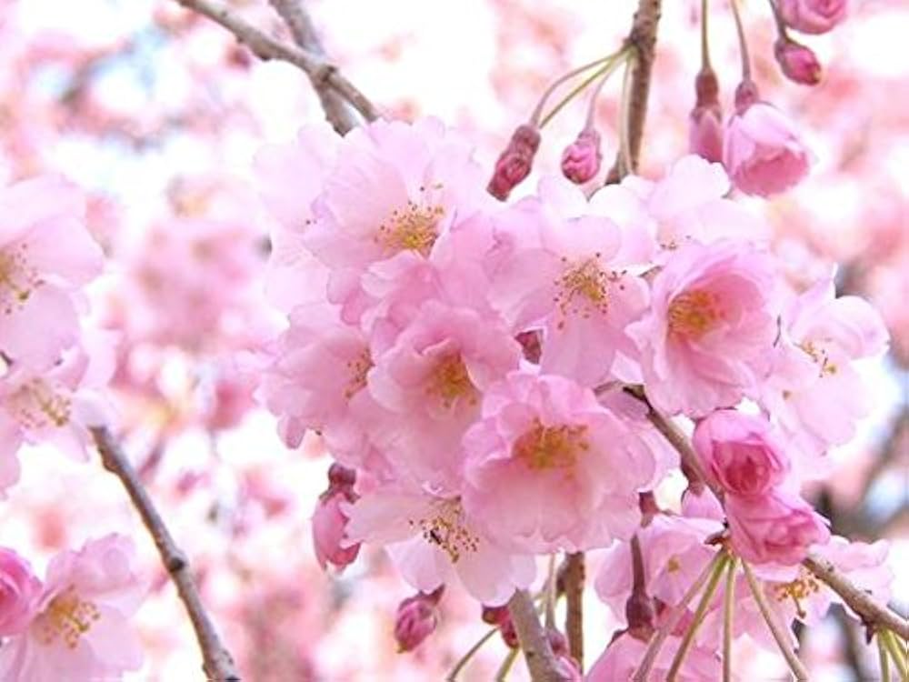 ☆垂れ桜☆専用ブローチ&リーガル 楽天市場】桜 ブローチ さくら アクセサリー ジルコニア パール