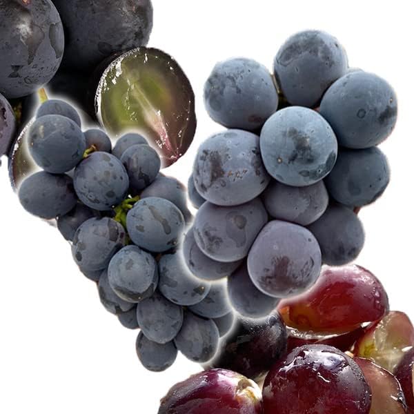 Amazon ふるふぁみストア 産地厳選 種無しピオーネ 種なし巨峰 各1パック 総重量約600g クール便発送 ノーブランド品 ぶどう 通販 Amazon ふるふぁみストア 産地厳選 種無しピオーネ 種なし巨峰 各1パック 総重量約600g クール便発送 ノーブランド品 ぶどう 通販