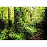 Photo Gallery murando - carta da parati foresta verde 100x70 cm fotomurali in tnt murale alla moda decorazione da muro xxl poster gigante design cameretta carta per pareti foresta alberi natura c-b-0537-a-a Photo Gallery murando - carta da parati foresta verde 100x70 cm fotomurali in tnt murale alla moda decorazione da muro xxl poster gigante design cameretta carta per pareti foresta alberi natura c-b-0537-a-a