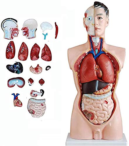 Male Torso Anatomy Model 85Cm Internal Organs for Learning Life