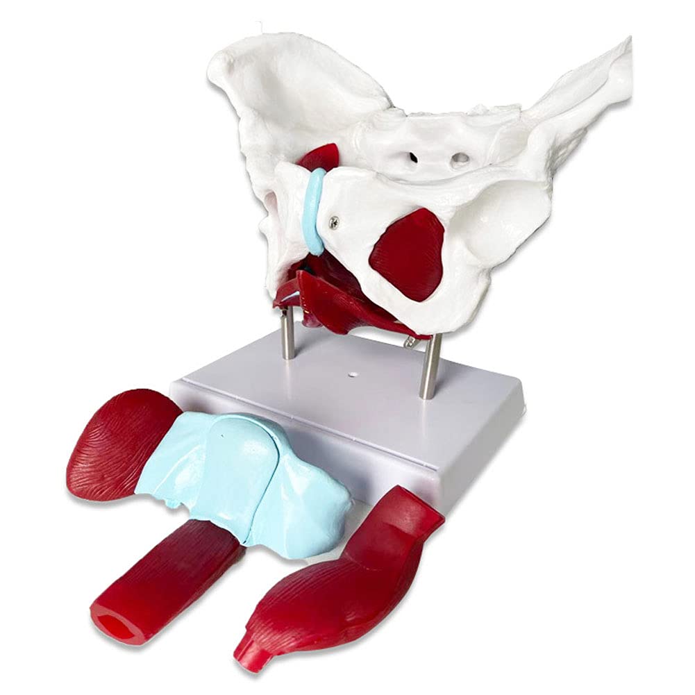 Buy Female Hip Pelvic Model with 3 Removable Parts, Female Pelvic Floor