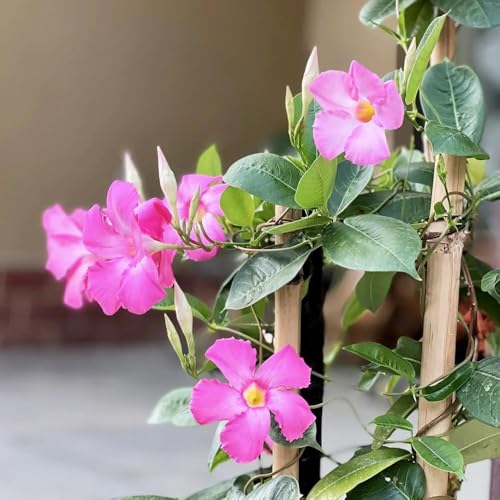 400samen dipladenia - pflanztopf gartenpflanzen Mandevilla deko wildblumenwiese mehrjährig, kräutersamen blumensamen balkon, balkonpflanzen