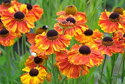 Helenium 'Moerheim Beauty' Perennial Root/Bulb/Tuber WPC Prins Pack x1