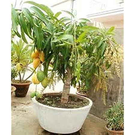 mango bonsai tree for sale - Pregnant Health Tips mango bonsai tree for sale - Pregnant Health Tips