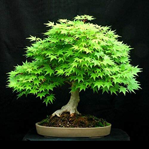 Lsgepavilion 30Pcs Maple Tree Seeds Acer Palmatum Ornamental Plant Home Garden Bonsai Yard Balcony Decor Green Maple Tree Seeds