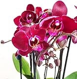Zoom IMG-2 powers to flowers orchidea phalaenopsis Zoom IMG-2 powers to flowers orchidea phalaenopsis