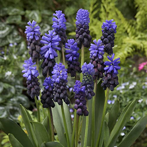 6月発送ご希望 ムスカリ球根 6月発送ご希望 ムスカリ球根