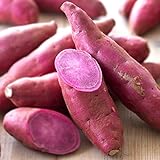 ＩＴＡＮＳＥ パープルスイートロード 訳ありサイズ見計い さつまいも【充填時10kg】岡山県産 秋新芋 青果