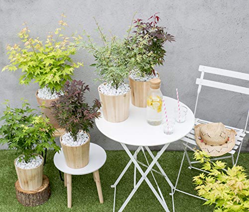 PLANT IN A BOX - Japanse esdoorn mix - Acer Palmatum - Mix van 4 stuks - pot ⌀10 cm - Hoogte 25-40 cm - Afbeelding 3
