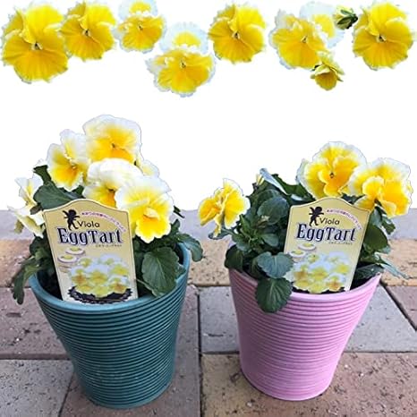Amazon Co Jp 希少ビオラ エッグタルト おまかせcolor鉢植え 2個セット パンジー ビオラ 色おまかせのカラー鉢に植え込み済だから手間いらず ベテラン契約生産者さんが心を込めて育てた 極上スミレ 寒さに強い 花苗 おしゃれな鉢 園芸 ガーデニング 寄せ植え 鉢花 Amazon Co Jp 希少ビオラ エッグタルト おまかせcolor鉢植え 2個セット パンジー ビオラ 色おまかせのカラー鉢に植え込み済だから手間いらず ベテラン契約生産者さんが心を込めて育てた 極上スミレ 寒さに強い 花苗 おしゃれな鉢 園芸 ガーデニング 寄せ植え 鉢花