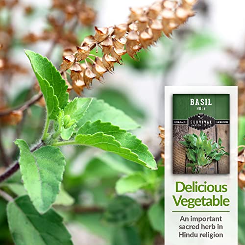 Survival Garden Seeds - Holy Basil Seed For Planting - Packet With Instructions To Plant And Grow The Indian Sacred Herb Tulsi In Your Home Vegetable Garden - Non-Gmo Heirloom Variety #TOP3