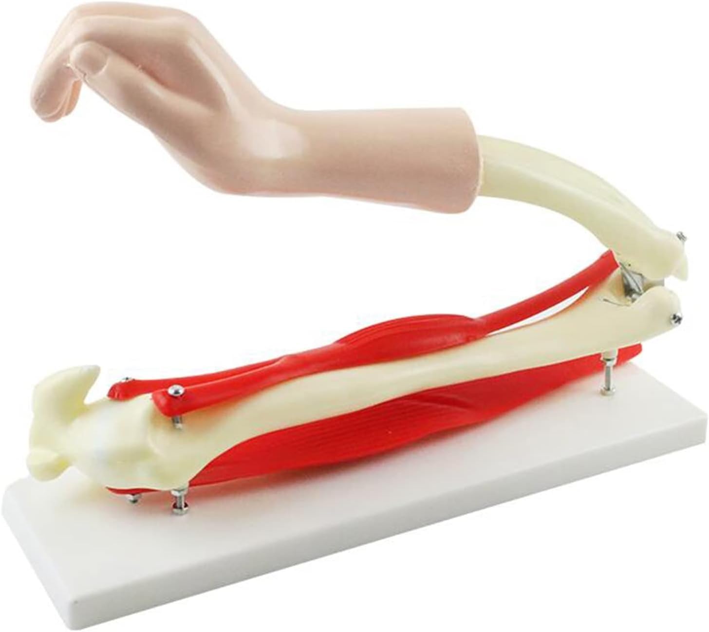 Model ludzkiego stawu łokciowego, model demonstracyjny nauczania biologicznego mięśni szkieletowych ramienia, ruchomy szkielet anatomiczny stawu łokciowego naturalnej wielkości, do celów