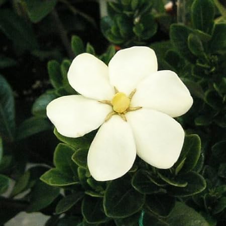 クチナシ マルバクチナシ5号ポット 春と秋の二季咲き 葉が丸く愛らしいくちなし 花 Amazon