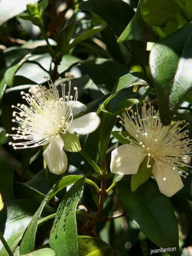 Ouro Verde, 2 Mudas de Cereja-silvestre - Eugenia involucrata