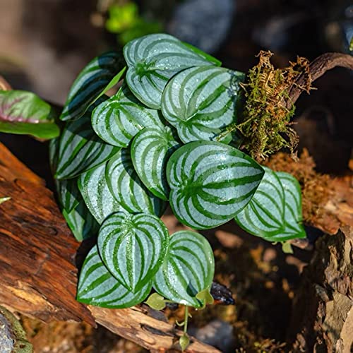 Reptile Plants for Terrarium Decor,Amphibian Habitat Decor,Artificial Plants for Gecko Chameleon Snake Tortoise Tank Accessories with Base (Green Watermelon peperomia) - Thumbnail 4