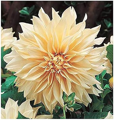 Cafe Au Lait - Dinner Plate Dahlia - 5 Gallon Size Bareroot Tuber Yellow - Large Blooms for Spring Planting 2025 - Ideal for Gardens and Floral Arrangements