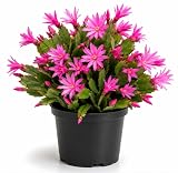 Pink Easter Cactus Plant Live for Planting, Spring Cactus Blooming Succulent Plant for Indoor Outdoor 4 to 6 Inch Tall