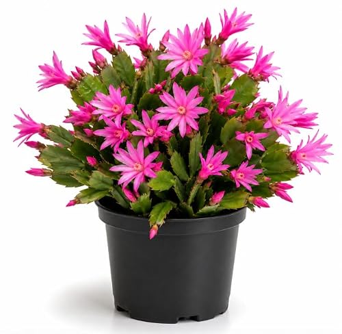Pink Easter Cactus Plant Live for Planting, Spring Cactus Blooming Succulent Plant for Indoor Outdoor 4 to 6 Inch Tall