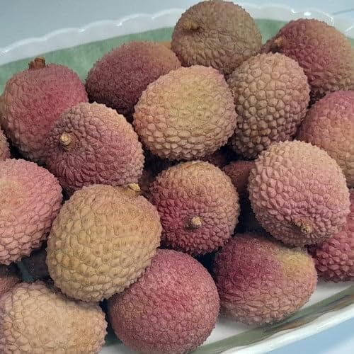 Lychee Seeds (Tropical Fruit Seeds)