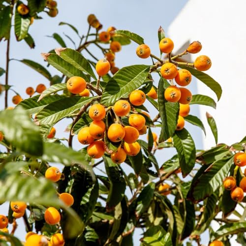 Semi di nespolo giapponese, serre da balcone fresca da nani resistenti giardino di comprare colonnare resistenti per il giardino 5pcs