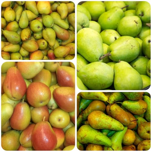 comprar semillas de peral, jardín, interior Invernadero, resistentes. balcon, variedades antiguas 35pcs