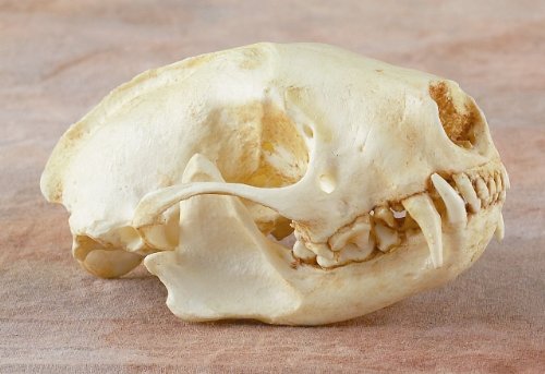Skunk Skull Replica