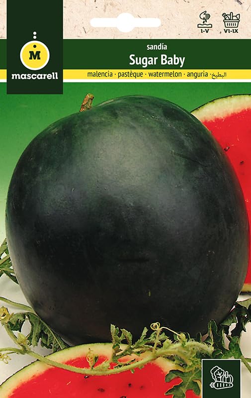 Mascarell Semillas, SANDÍA, Semillas Huerto, SANDÍA SUGAR BABY, Crea tu Propio Huerto Urbano y Cultivo en Casa, Plantas Hortícolas, 5 Gramos