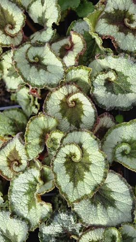 3 Begonia Rex 'Escargot' Plants in 3.5" Pots