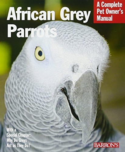 best parrots for pets that will surprise you with their charm 4 African Grey Parrots (Complete Pet Owner