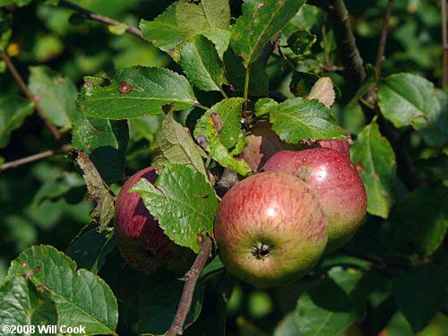 Common Apple Tree Seeds For Planting, 15+ Fruit Tree Seeds Per Packet, (Isla's Garden Seeds), 70-90% Germination In Good Conditions, Malus Pumila, Botanical Name: Malus Pumila, Great Home Garden Gift #TOP3