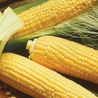 Palm Beach Medicinal Herbs - Kandy Corn - Packet of 20 Seeds