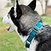 Country Brook Petz - Martingale Dog Collar - Heavy-Duty Training Collar with No Buckle - Service Dog Collar for All Pups - 20 Vibrant Colors (Teal, 3/8 Inch, 2XS)
