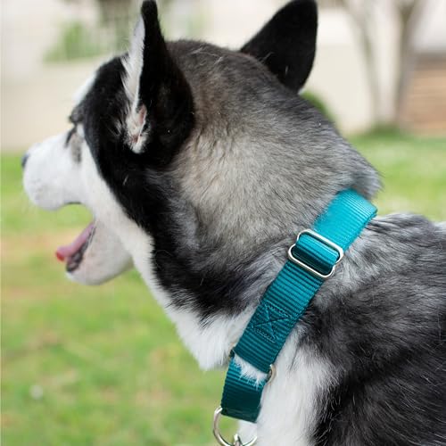 Country Brook Petz - Martingale Dog Collar - Heavy-Duty Training Collar with No Buckle - Service Dog Collar for All Pups - 20 Vibrant Colors (Teal, 5/8 Inch, Extra Small) by Country Brook Design - Image 3